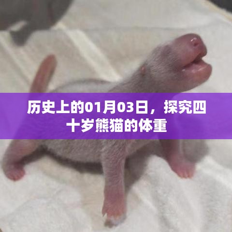 熊猫四十岁体重揭秘，历史上的01月03日探究