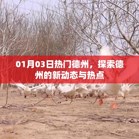 探索德州新动态，最新热点一网打尽