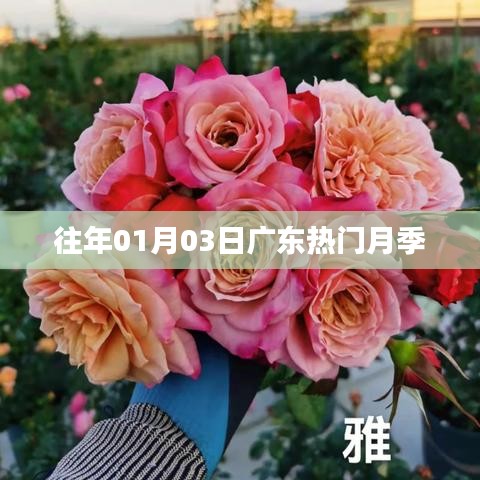 广东月季盛开季，历年一月三日盛景