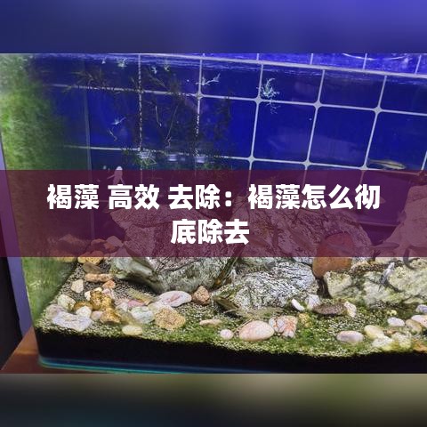 褐藻 高效 去除：褐藻怎么彻底除去 