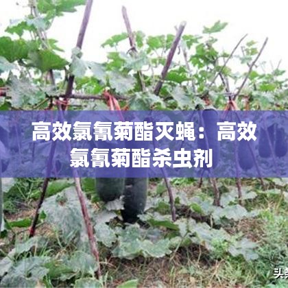高效氯氰菊酯灭蝇：高效氯氰菊酯杀虫剂 