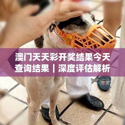 澳门天天彩开奖结果今天查询结果｜深度评估解析说明
