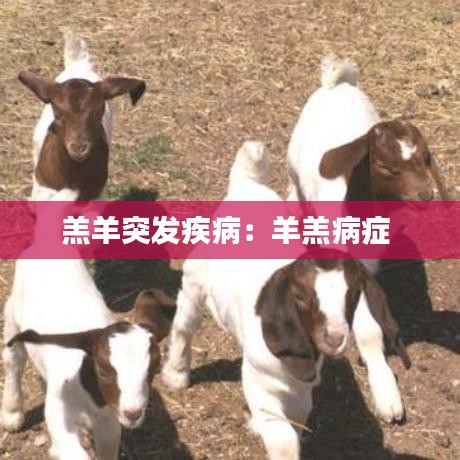 羔羊突发疾病：羊羔病症 