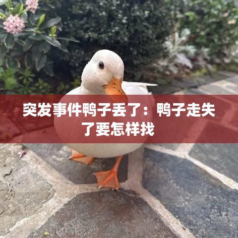 突发事件鸭子丢了：鸭子走失了要怎样找 