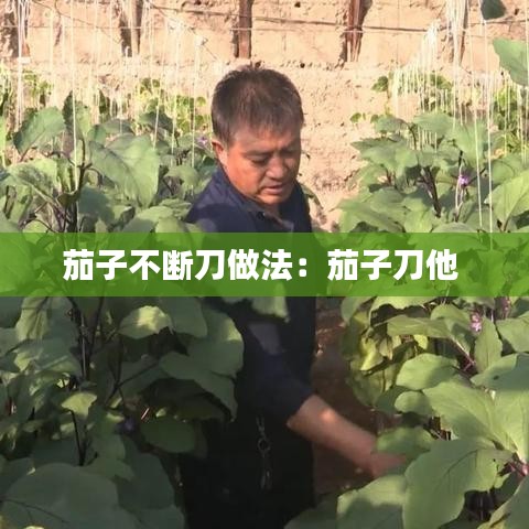 茄子不断刀做法：茄子刀他 