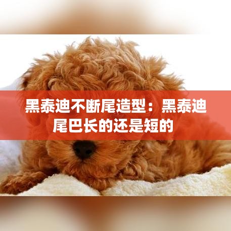 黑泰迪不断尾造型：黑泰迪尾巴长的还是短的 
