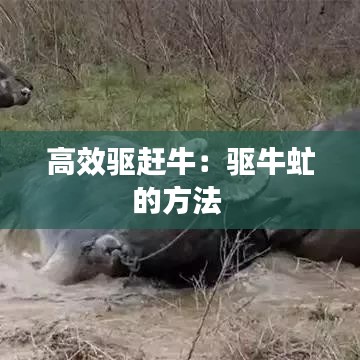 高效驱赶牛：驱牛虻的方法 