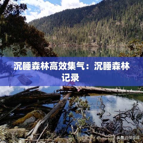 沉睡森林高效集气：沉睡森林记录 