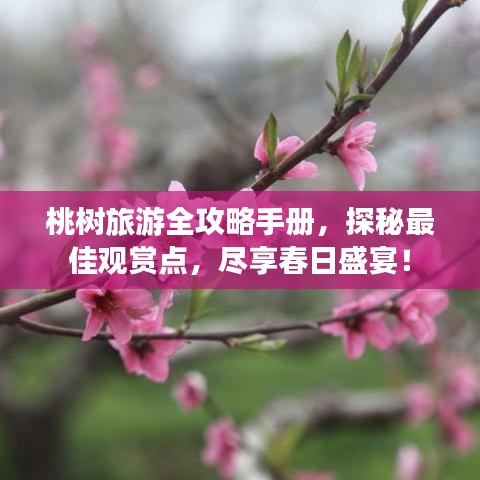 桃树旅游全攻略手册，探秘最佳观赏点，尽享春日盛宴！