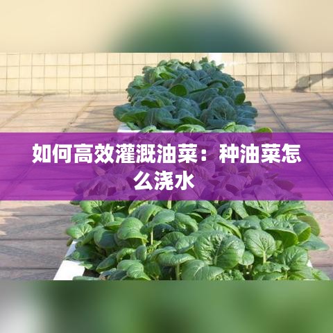 如何高效灌溉油菜：种油菜怎么浇水 