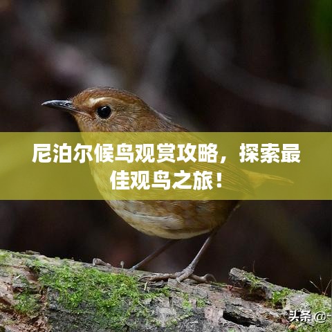 尼泊尔候鸟观赏攻略，探索最佳观鸟之旅！
