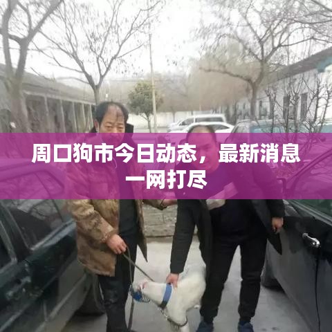 周口狗市今日动态，最新消息一网打尽