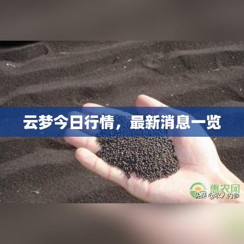 云梦今日行情，最新消息一览