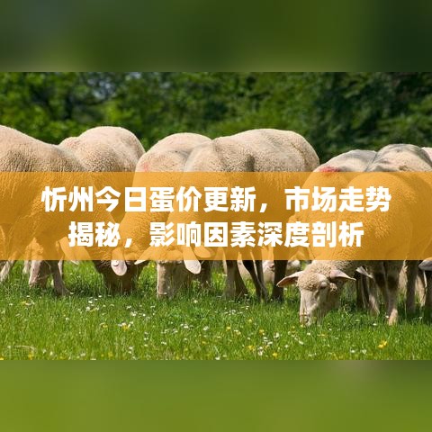 忻州今日蛋价更新，市场走势揭秘，影响因素深度剖析