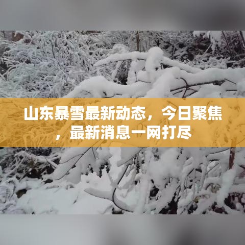 山东暴雪最新动态，今日聚焦，最新消息一网打尽