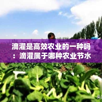 滴灌是高效农业的一种吗：滴灌属于哪种农业节水方式 