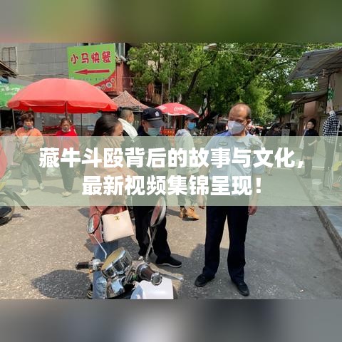 藏牛斗殴背后的故事与文化，最新视频集锦呈现！