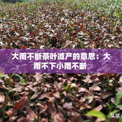 大雨不断茶叶减产的意思：大雨不下小雨不断 