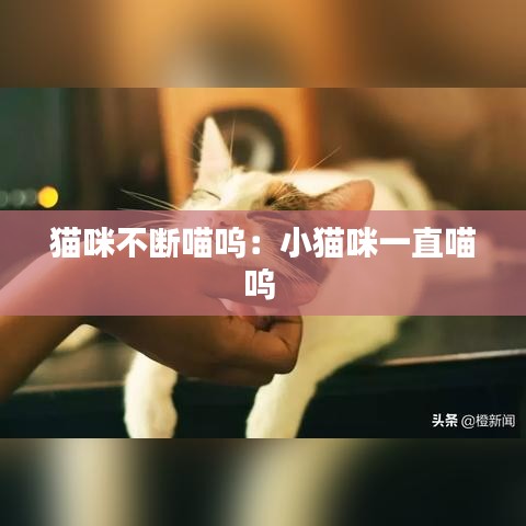 猫咪不断喵呜：小猫咪一直喵呜 
