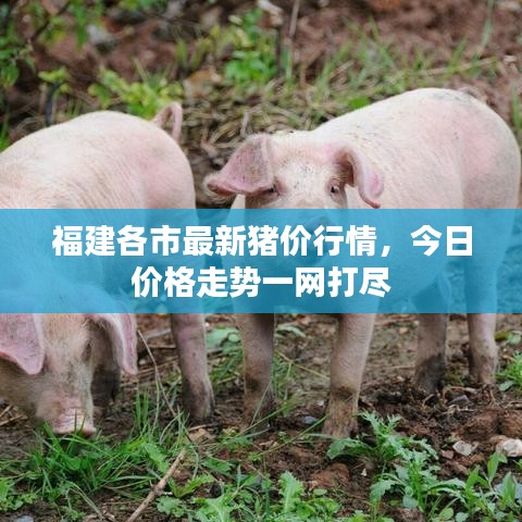 福建各市最新猪价行情，今日价格走势一网打尽