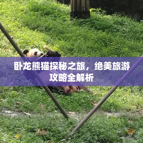 卧龙熊猫探秘之旅，绝美旅游攻略全解析