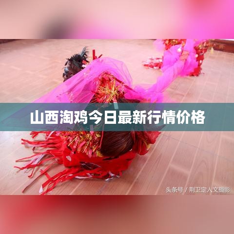 山西淘鸡今日最新行情价格