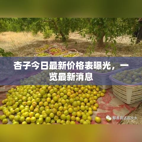 杏子今日最新价格表曝光，一览最新消息