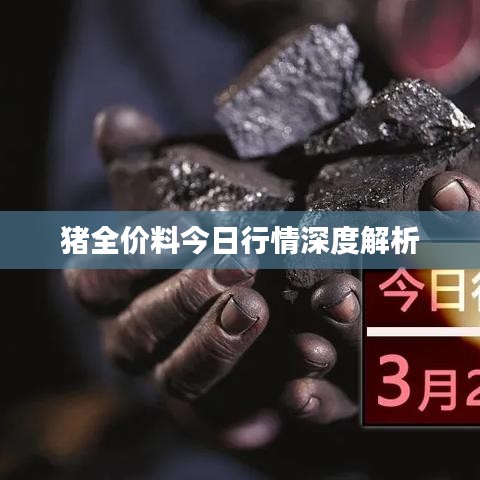 猪全价料今日行情深度解析