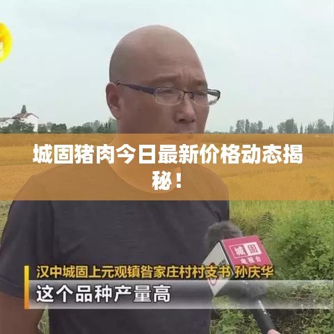 城固猪肉今日最新价格动态揭秘！