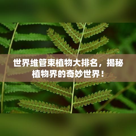世界维管束植物大排名，揭秘植物界的奇妙世界！