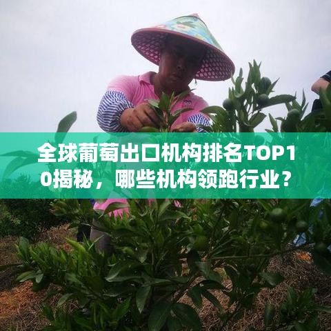 全球葡萄出口机构排名TOP10揭秘，哪些机构领跑行业？