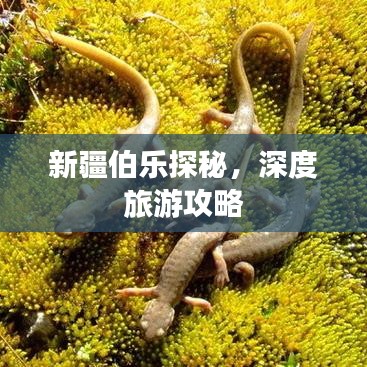新疆伯乐探秘，深度旅游攻略