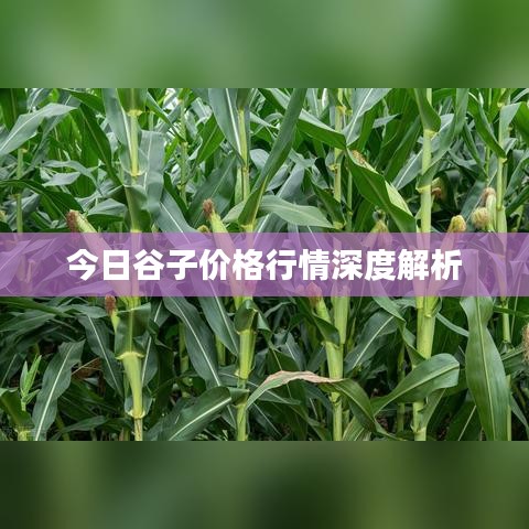 今日谷子价格行情深度解析