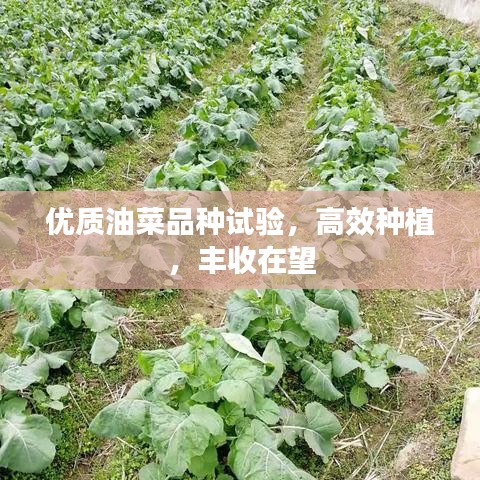 优质油菜品种试验，高效种植，丰收在望