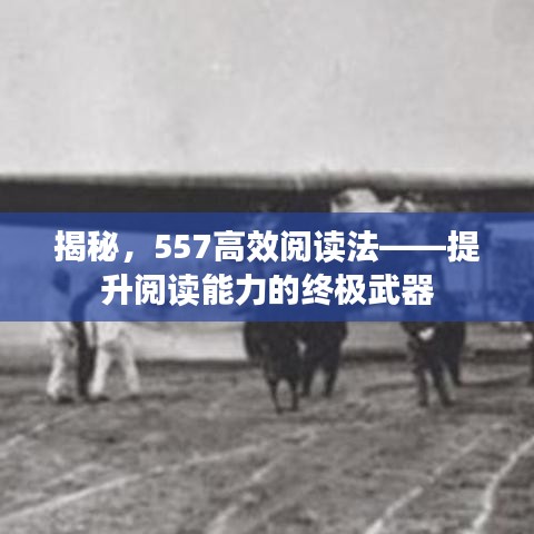 揭秘，557高效阅读法——提升阅读能力的终极武器