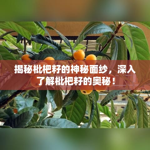 揭秘枇杷籽的神秘面纱，深入了解枇杷籽的奥秘！