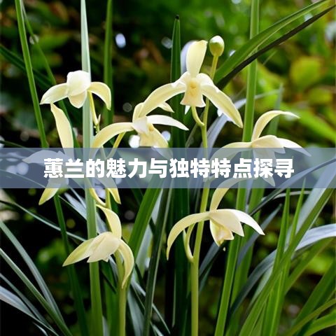 蕙兰的魅力与独特特点探寻