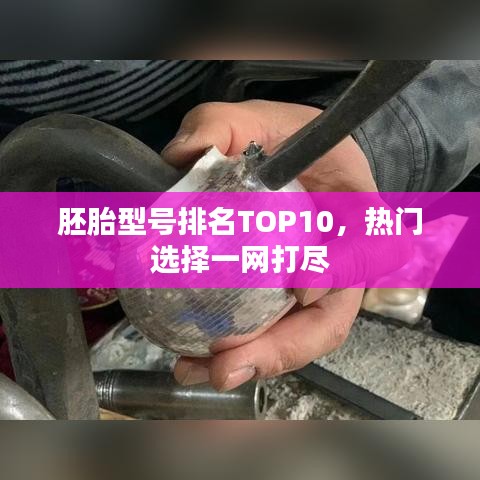 胚胎型号排名TOP10，热门选择一网打尽