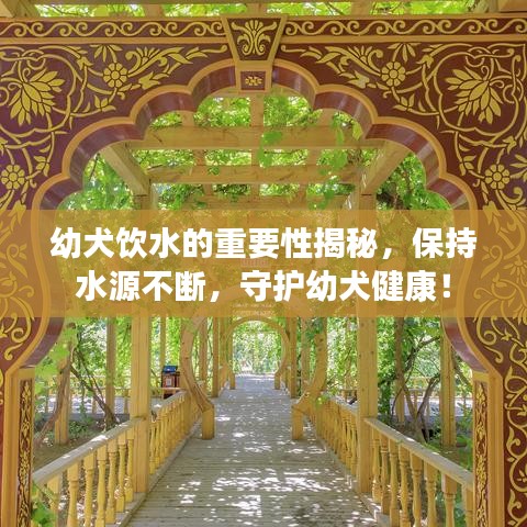 幼犬饮水的重要性揭秘，保持水源不断，守护幼犬健康！