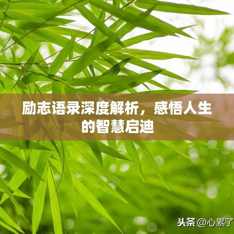 励志语录深度解析，感悟人生的智慧启迪