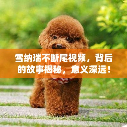 雪纳瑞不断尾视频，背后的故事揭秘，意义深远！
