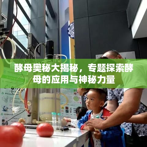 酵母奥秘大揭秘，专题探索酵母的应用与神秘力量