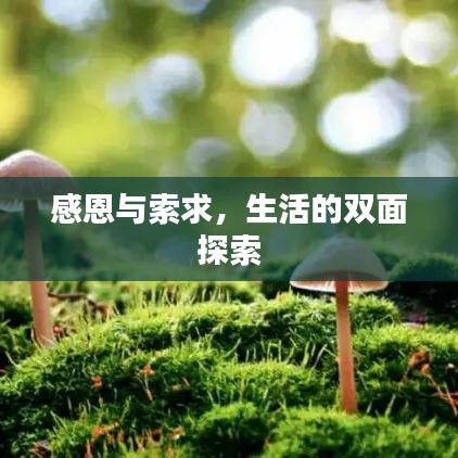 感恩与索求，生活的双面探索