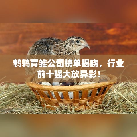 鹌鹑育雏公司榜单揭晓，行业前十强大放异彩！