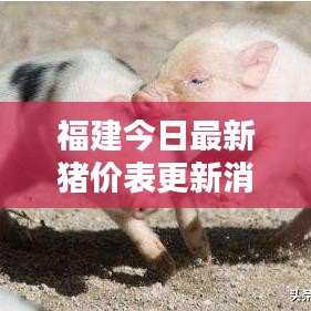 福建今日最新猪价表更新消息