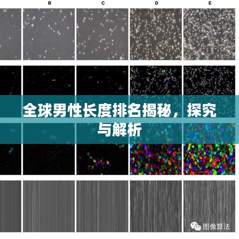 全球男性长度排名揭秘，探究与解析
