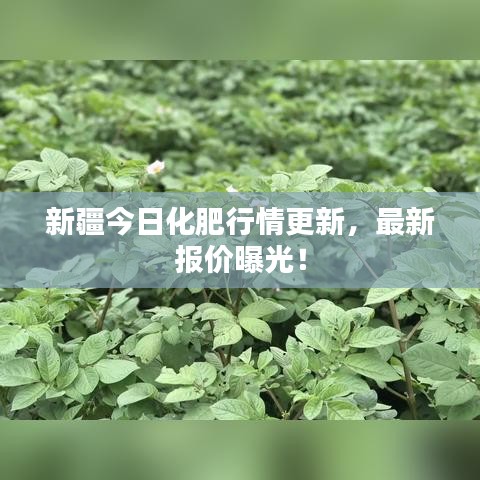 新疆今日化肥行情更新，最新报价曝光！