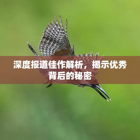 深度报道佳作解析，揭示优秀背后的秘密