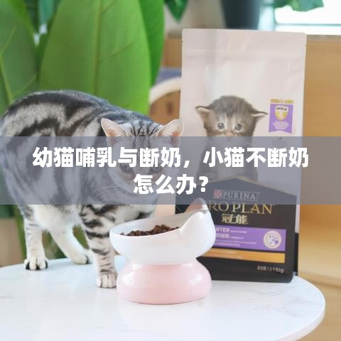 幼猫哺乳与断奶，小猫不断奶怎么办？
