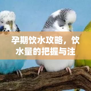 孕期饮水攻略，饮水量的把握与注意事项解读，孕妇饮水须知！